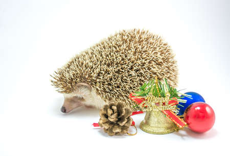 image of Hedgehog isolate on white with christmas ornaments.の写真素材