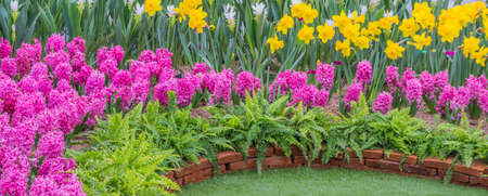 Colorful flower in the park. Spring landscape .の写真素材