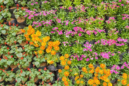 image of Various color flower background wall.