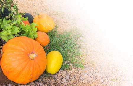 image of Pumpkins on ground background.の写真素材