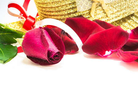 red rose on white backgroundの写真素材