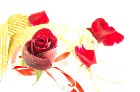 red rose on white backgroundの写真素材