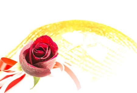 red rose on white backgroundの写真素材