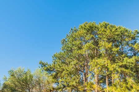 image of pine tree and clear blue sky backgroundの写真素材