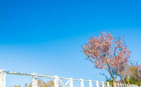 Wild Himalayan Cherry flower(Thailand's sakura),Chiang Mai Thailand .の写真素材