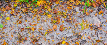 dry brown leaf on the cracked earth, Drought land.の写真素材