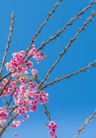 Wild Himalayan Cherry flower(Thailand's sakura),Chiang Mai Thailand.