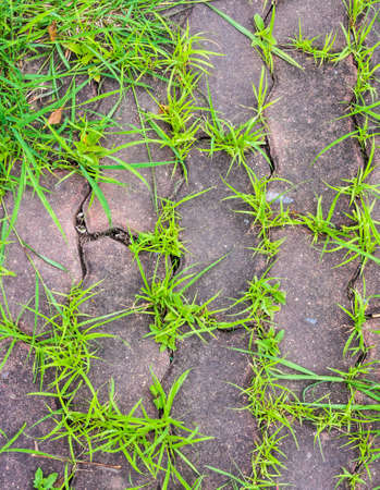 image of grass and sidewalk means chance of life.の写真素材