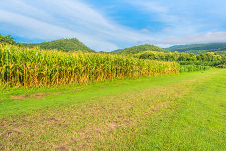 image of corn field and clear blue sky in background.の写真素材