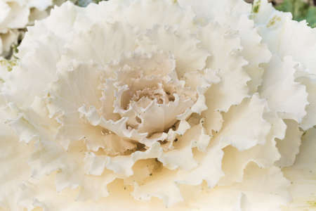 image of white cabbage in the garden.の写真素材