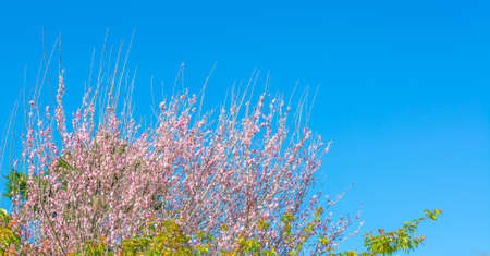 image of plum flower with blue sky background.
