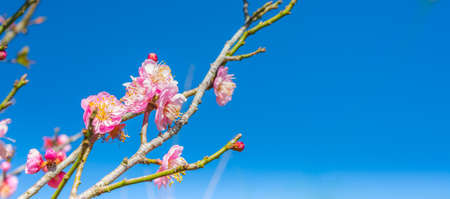 image of plum flower with blue sky background.