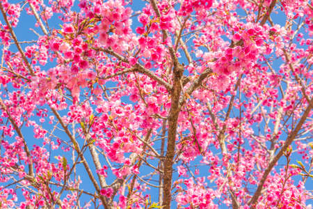Wild Himalayan Cherry flower(Thailand's sakura),Chiang Mai Thailand.の写真素材