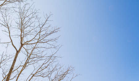 Naked branches of a tree against blue sky for background usage.の写真素材