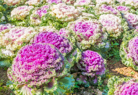 image of purple cabbage in the garden.の写真素材