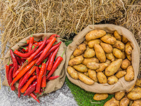 Harvest potatoes in burlap sack on rustic background .の写真素材