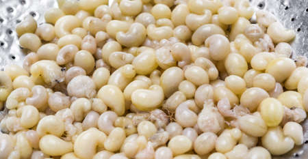 subterranean ant egg on iron plate  in the market at Chiang Mai Thailand .の写真素材