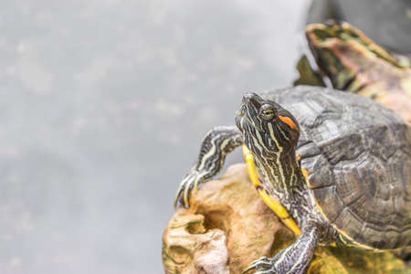 metaphor of DREAMS with leg of turtle .