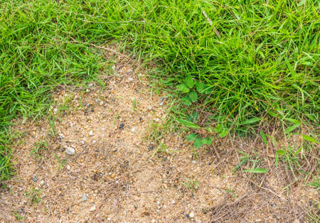 image of grass and gravel on ground texture.の写真素材