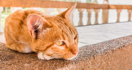 image of moody cat on day timeの写真素材