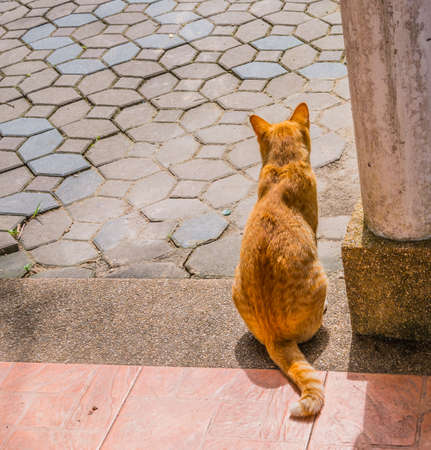 image of moody cat on day timeの写真素材