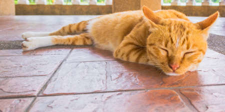 Pretty cat sleep in outside the house image.の写真素材