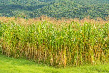 Image of corn field and clear blue sky .の写真素材
