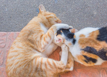 image of orange cat fighting on the floor.の写真素材