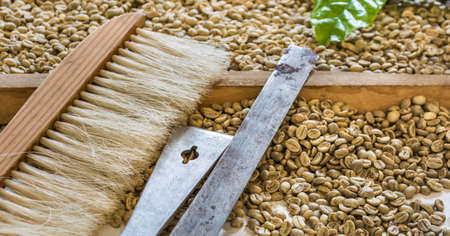 image of  selecting coffee beans after drying in the sun with equipment on table in Chiang Mai,...