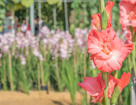 image of  orange gladiolus flower in the garden.の写真素材