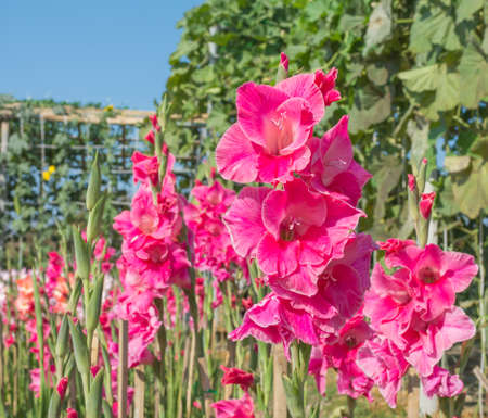 image of Purple gladiolus flower in the garden.の写真素材