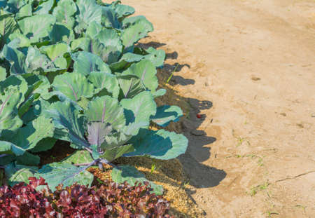image of Purple ornamental cabbage growing on the ground.の写真素材