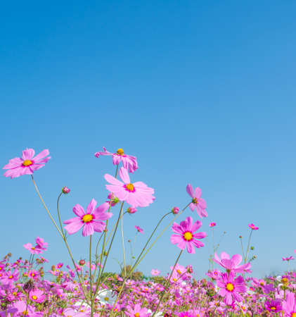 image of Group of Purple cosmos flower in the field with blue sky background.の写真素材