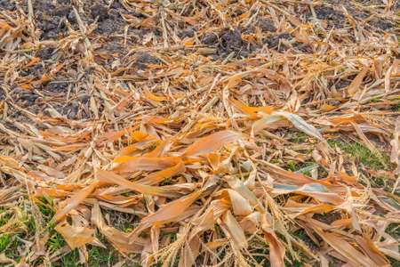 image of End of the summer, dried corn after harvesting.の写真素材