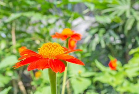 image of Mexican sunflower(orange color flower) on day time in the garden .の写真素材
