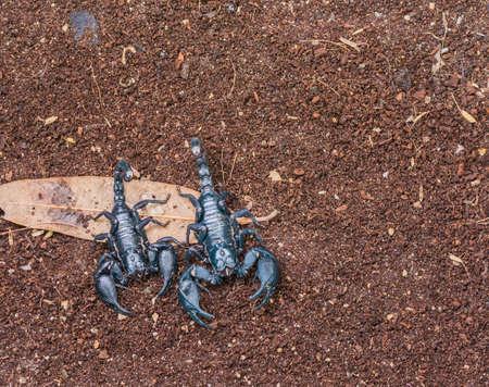 image of black  scorpion on the wet ground.の写真素材