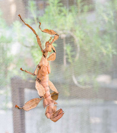 image of Macleayâs spectre Giant Prickly Stick Insect, Extatosoma tiaratum.の写真素材