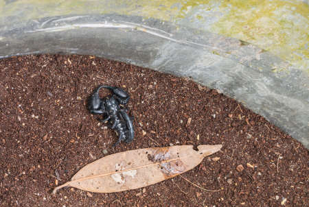 image of black  scorpion on the wet ground.の写真素材