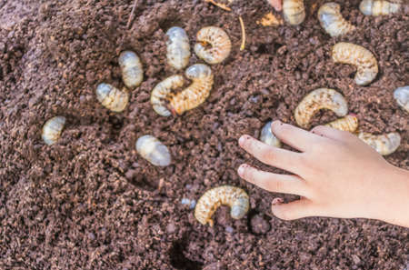 image of hand of  boy playing with worm and saw dust on the ground.の写真素材