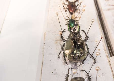 image of Collection of beetle butterfly wasps and insects with pin.の写真素材
