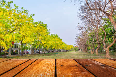 image of Golden Shower flower(Cassia fistula) in Chiang mai Thailand for background usage.の写真素材