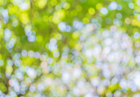 blur image of Abstract Bokeh of tree green color background.