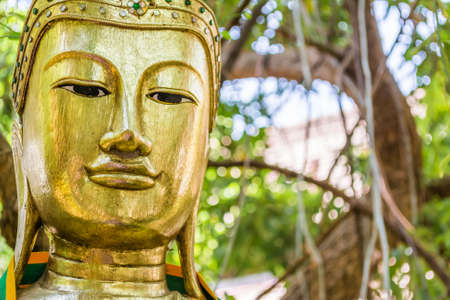 ancient buddha sculpture under the big green tree.の写真素材