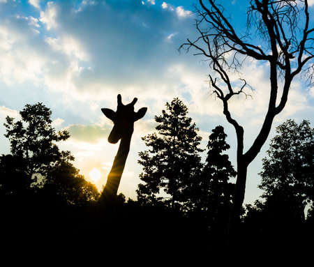 silhouette shot image of  giraffe on evening time with blue sky in background.の写真素材
