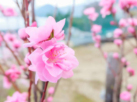 image of plum flower with blue sky background .の写真素材