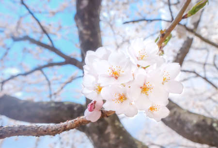 image of Cherry flowers( white sakura) backgroundの写真素材