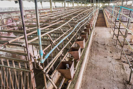 long exposure image of indoor dirty pig farm with paddock .のeditorial素材