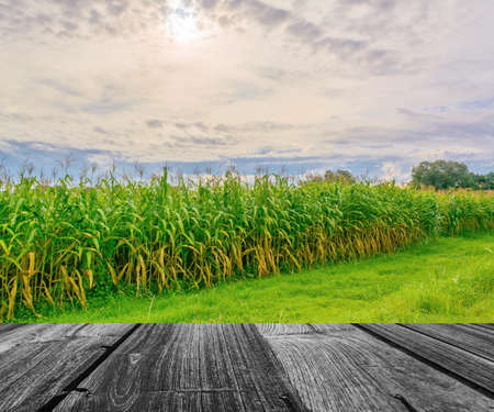 image of corn field and sky in background.の写真素材