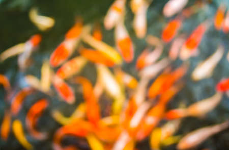 blur image of carp in the pond for background usage.の写真素材