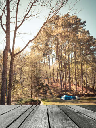 image of Camping in the Forest .の写真素材